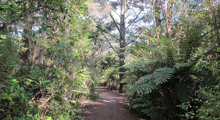 Moire Park Path - Bush walk alongside Manutewhau Stream.