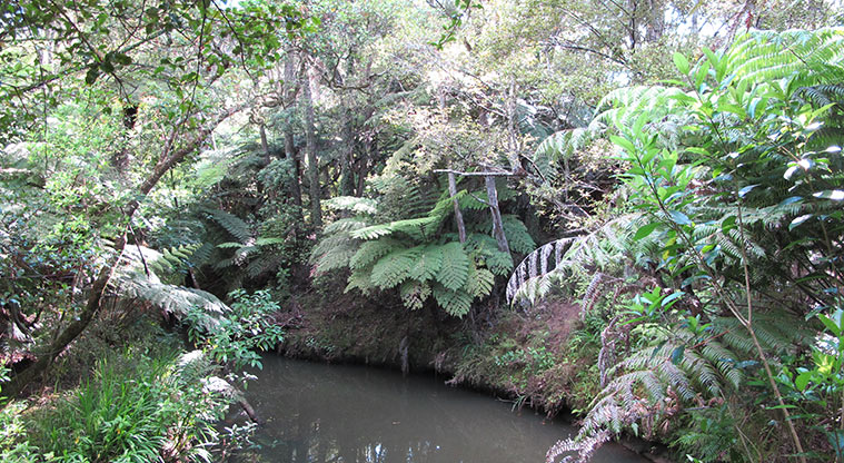 Moire Park Path - Manutewhau Stream.