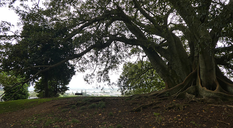 Monte Cecilia Path - The path takes you past some significant trees.