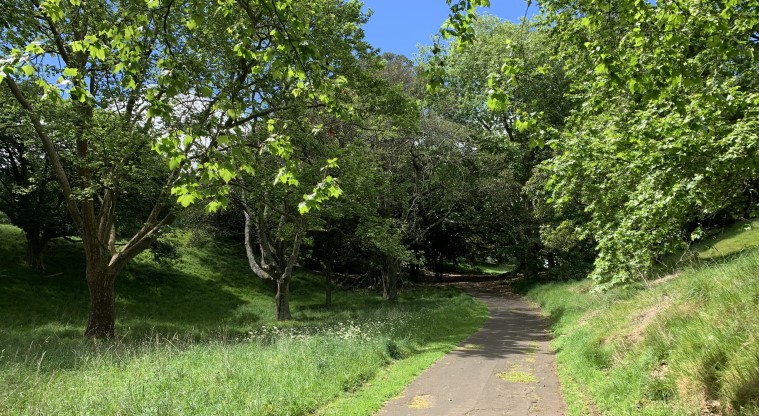 Ōtāhuhu / Mt Richmond Path - Section of the path framed by trees on both sides. 