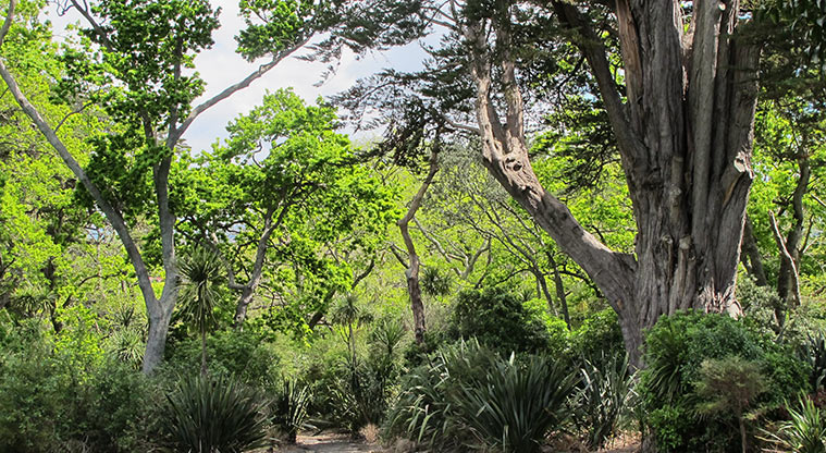 Murvale Path - Established native and exotic trees.