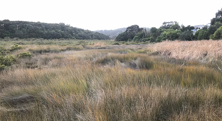 Okahuiti Path - The Okahuiti wetland is large. Here the tide still comes in, so saltwater plants like mangroves, salt marsh and glasswort thrive.