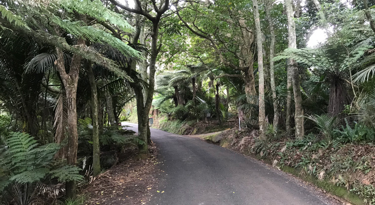 Okahuiti Path - Keep your eyes open for cars. Wilma Road was once the main road, but now it is a quiet, forested backroad.
