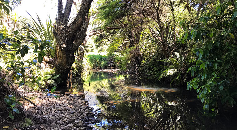 Okiwi Park Path - The park and the stream are intertwined.
