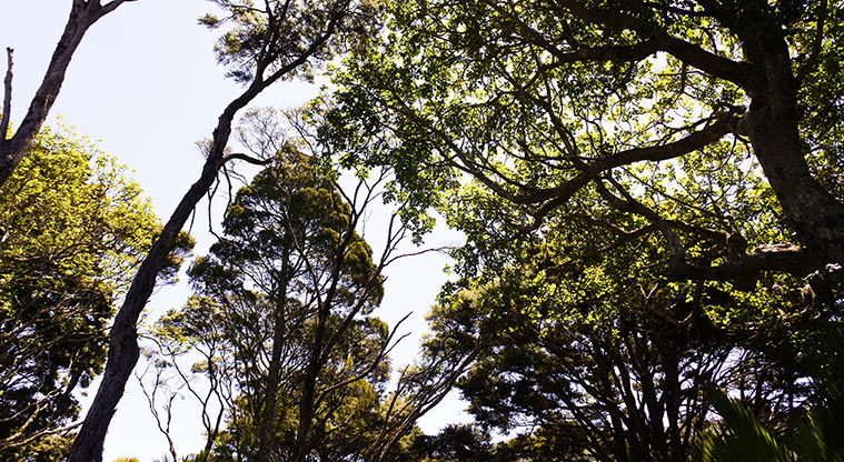 Okiwi Park Path - Huge pūriri and tōtara and lush young trees are all around.