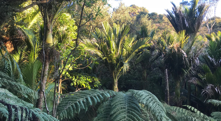 Onetangi Hidden Gems Path - Victoria Reserve is a lush forest along a stream, it has beautiful stands of nīkau palms and ferns.