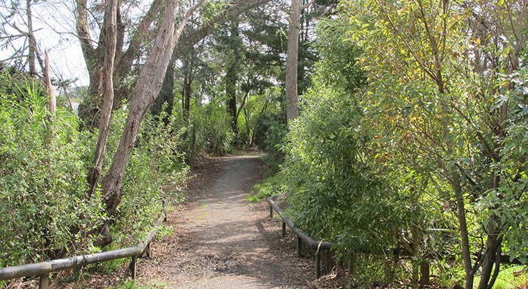 Opanuku Path - Path running through short section of bush.