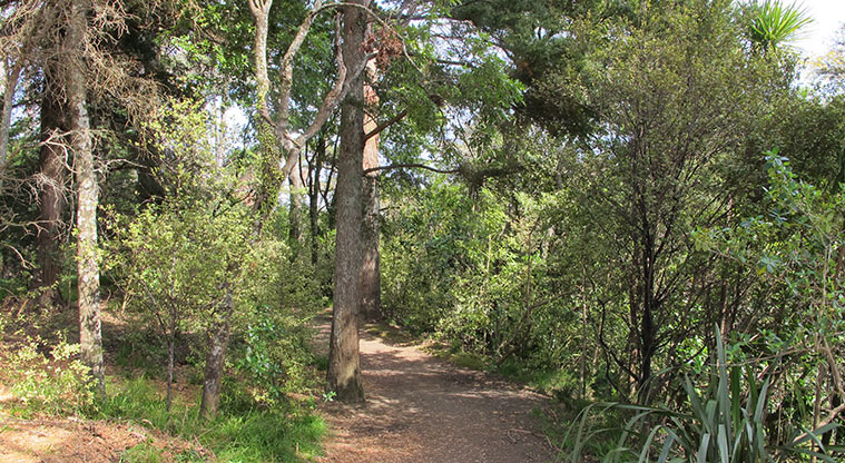 Opanuku Path - Typical section of the trail.