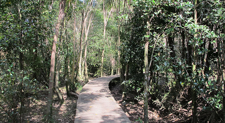 Opanuku Path - Path running over boardwalk through bush.