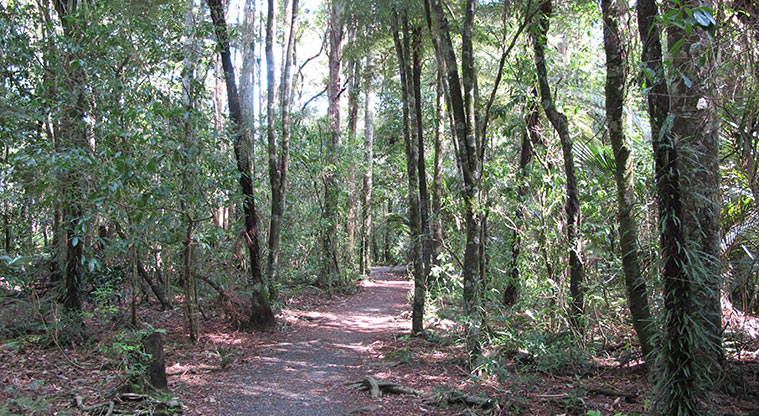 Opanuku Path - Gravel path through established bush.