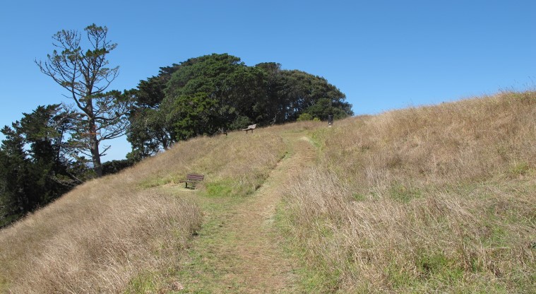 Ōhinerau / Mt Hobson Path - The path changes again to clearly mown grass strips.