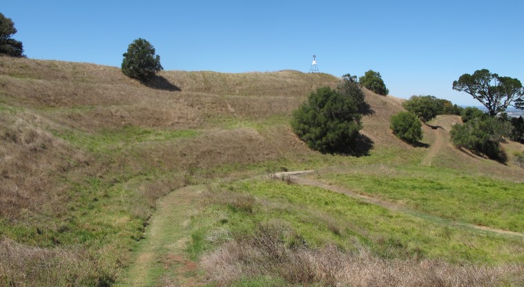 Ōhinerau / Mt Hobson Path - Terracing showing historical Māori occupation on the maunga.