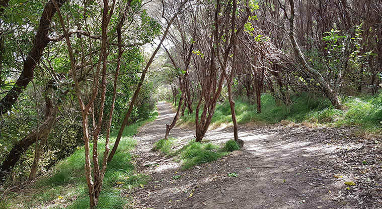 Ōmana Perimeter Path - Walk through mānuka grove.