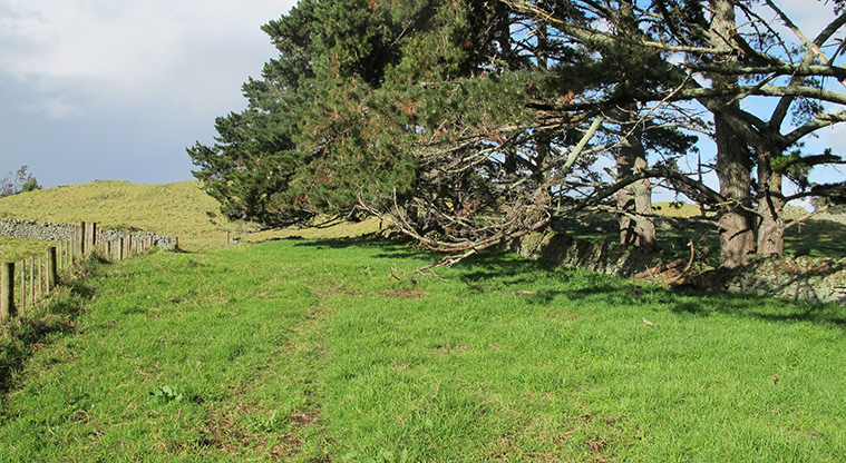 Ōtuataua Puketāpapa Cone Path - The beginning path takes you past stands of pine tree.