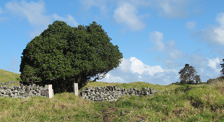 Ōtuataua Puketāpapa Cone Path - Gate neat the end of the loop.