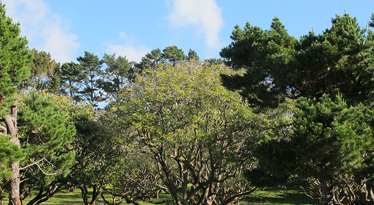 Ōtuataua Puketāpapa Cone Path - Avocado orchard near the path start (seasonal).