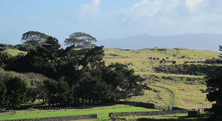 Ōtuataua Puketāpapa Cone Path - A view of rock forest.