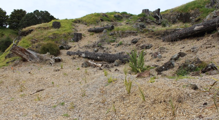 Ōhuiarangi / Pigeon Mountain Path - Native plantings, please keep off this area.