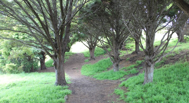 Ōhuiarangi / Pigeon Mountain Path - A shady area under trees.