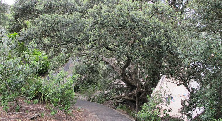 Point Chevalier Path - Path through Pohutukawa down to beach.