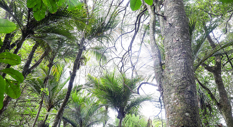 Point View Bush Path - Nīkau palms.