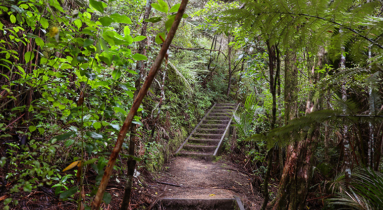 Point View Bush Path - The path has many steps within the bush.
