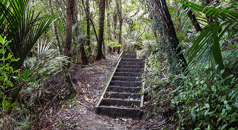 Point View Bush Path - A typical section of the path.