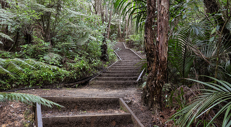 Point View Bush Path - A section of steps rising through the bush.