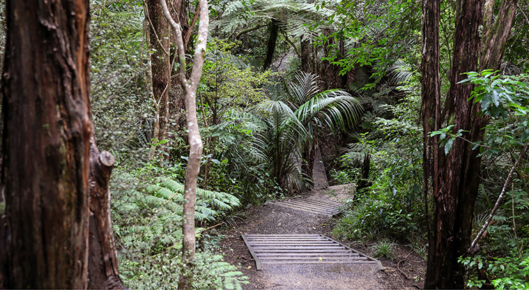 Point View Bush Path - A view of the steps looking back along the path.