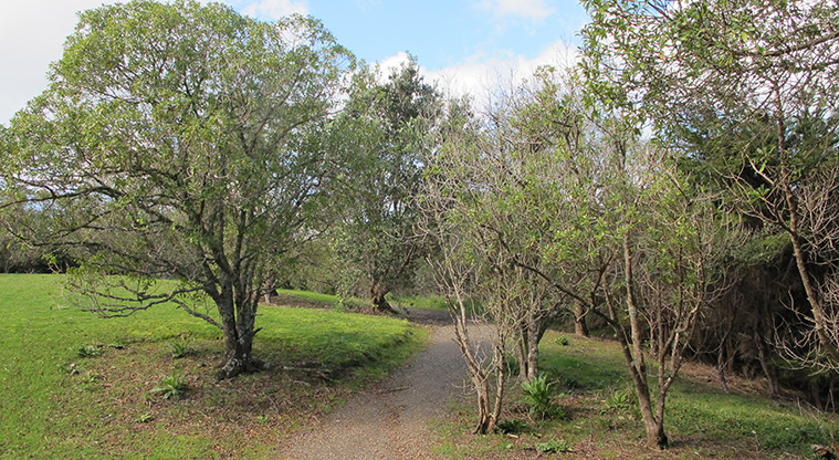 Point View Loop Path - Walk up the Watercare driveway then turn off to the gravel path.
