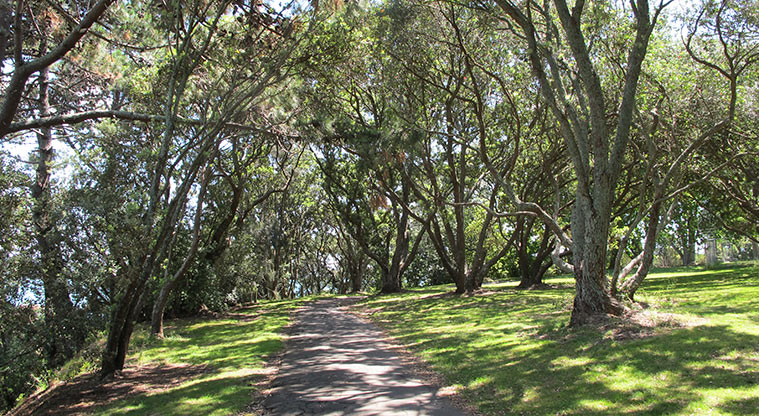 Ponsonby to Victoria Park Path - Plenty of shade from Pohutukawa trees
