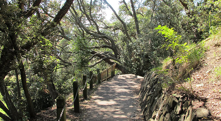 Ponsonby to Victoria Park Path - Short path section leading to steps