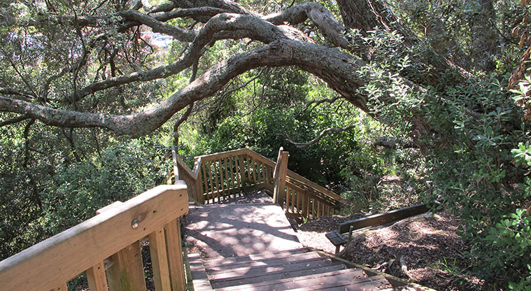 Ponsonby to Victoria Park Path - There is a short flight of steps down to the path