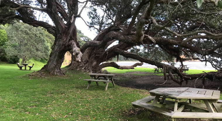 Poukaraka Pā Path - A picnic and swim by the big pōhutukawa tree at Half Moon Bay - a local favourite.
