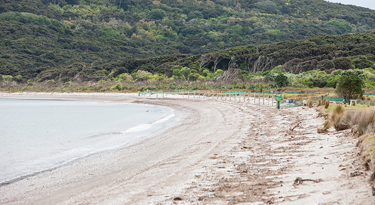 Poukaraka Pā Path - Half Moon Bay and Whakanewha Regional Park form a continuous ecosystem. Follow diversion signs during dotterel breeding season.