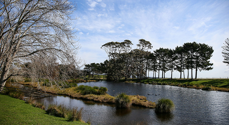 Puhinui Path - Wetlands area.