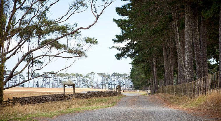 Puhinui Path - A view of the entry road.