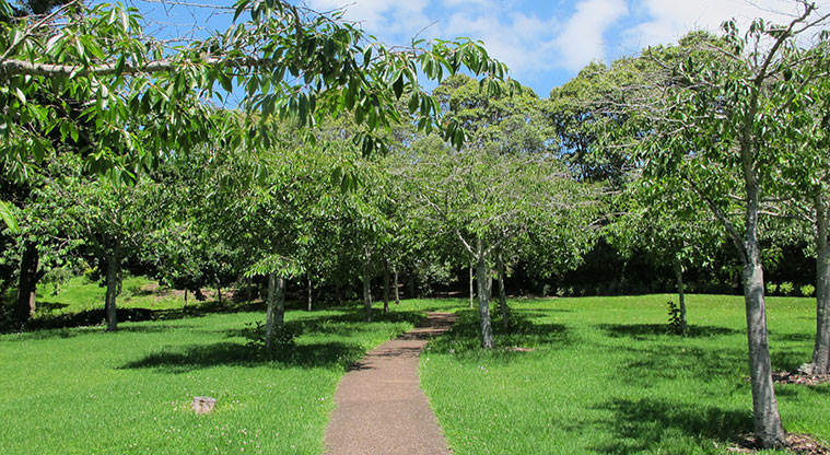 Pukekawa Centennial Glade Path - Cherry Grove.