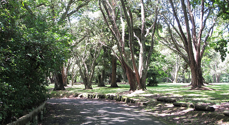 Pukekawa Centennial Glade Path - Path down Lovers Lane.