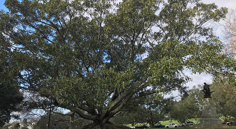 Pukekawa Gardens and Museum Path - Robert Burns statue under Moreton Bay fig tree.