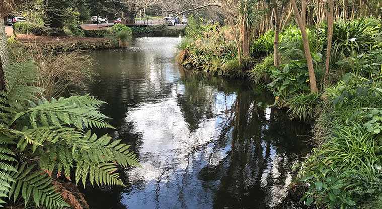 Pukekawa Gardens and Museum Path - Duck pond.