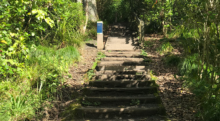 Pukekawa Trail Lovers Path - There are short sections of steps which are easily manageable.