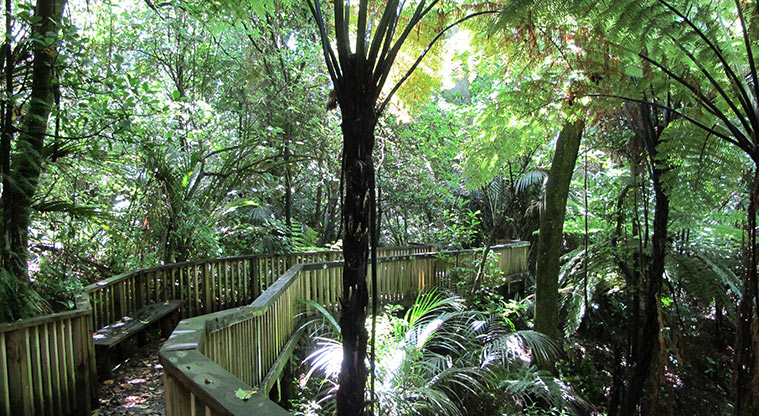Pukekawa Trail Lovers Path - Boardwalk through native bush and crossing stream.