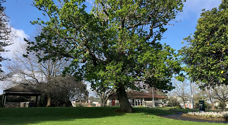 Pukekawa Urban Ngahere Path – English Oak in Outhwaite Park.