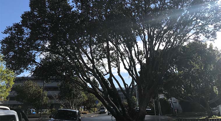 Pukekawa Urban Ngahere Path – Pōhutukawa on Carlton Gore Road.