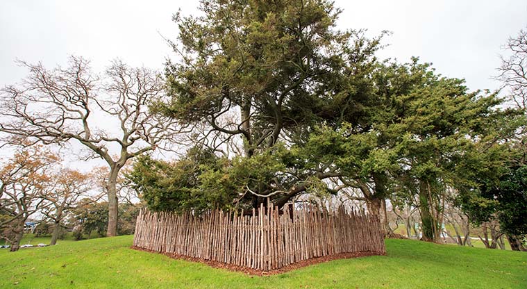 Pukekawa Urban Ngahere Path – Tōtara tree planted in 1940 by Princess Te Puea Herangi.