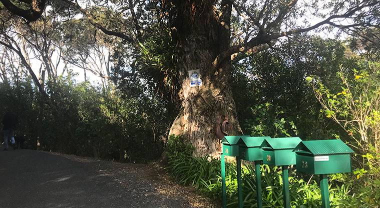 Rocky Bay Roads Path - The path gently climbs up a quiet back road.