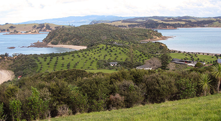Rotoroa Island North Path - The view over Rotoroa island from the highest point of the North Loop.