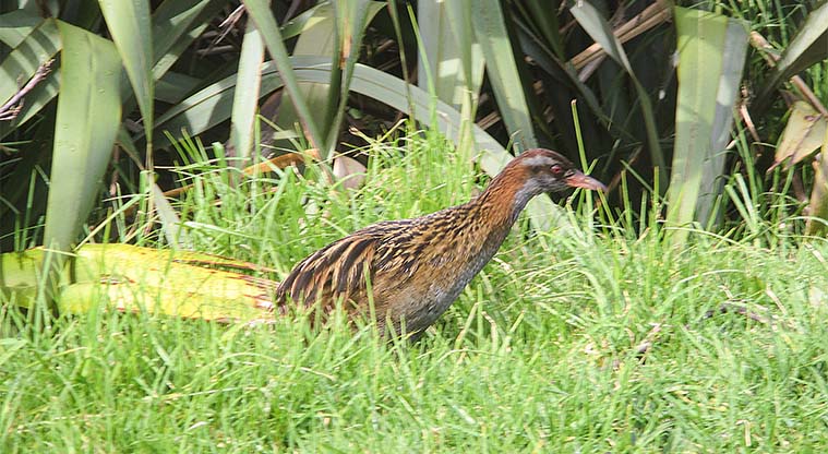 Rotoroa Island South Path - The flightless weka is seen on the island, as are other endangered New Zealand birds.