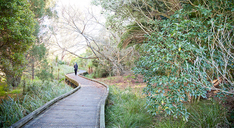 Roy Clements Treeway Path - Path through the bush.
